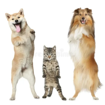 Pets Dançarinos Para Retenção Em Anúncios
