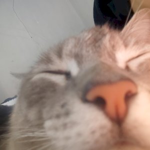 potato
