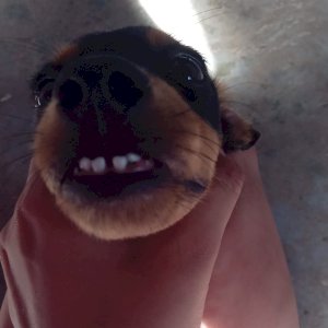 Francis