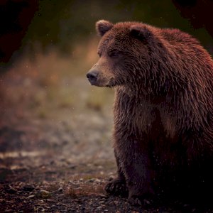 GuiBear