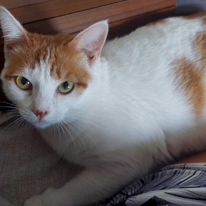Simone